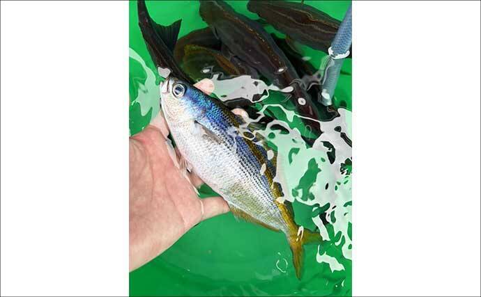 東京湾・剣崎沖で30cm超え含みイサキ爆釣で早上がり！ ダブル・トリプルも多数で80匹オーバー
