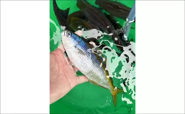 「東京湾・剣崎沖で30cm超え含みイサキ爆釣で早上がり！ ダブル・トリプルも多数で80匹オーバー」の画像