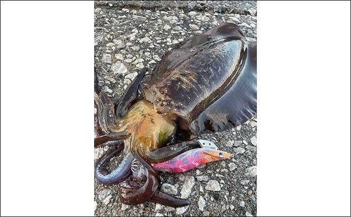 真冬のエギング釣行でアオリイカ3尾【熊本・上天草】 厳寒期の場所選びのコツとは？