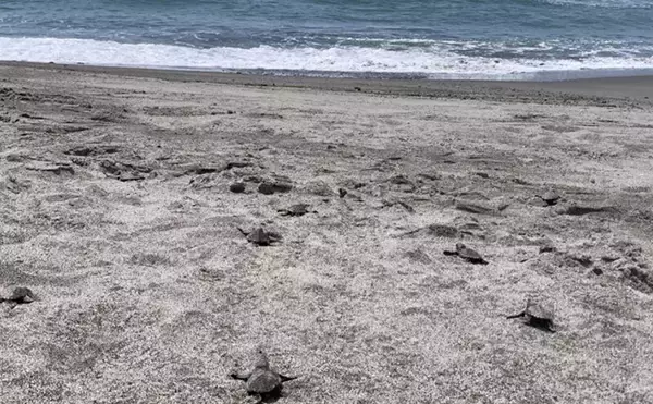 「ウミガメ保護活動を通して学んだ【ウミガメを守る方法】 マイクロプラスチックを減らすために」の画像