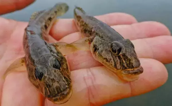 「雨予報でも行って正解！」田中川河口のチョイ投げ釣りでハゼ25匹キャッチ【三重・津市】