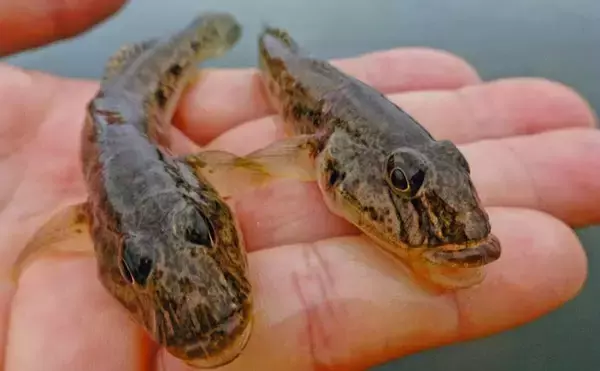 「「雨予報でも行って正解！」田中川河口のチョイ投げ釣りでハゼ25匹キャッチ【三重・津市】」の画像