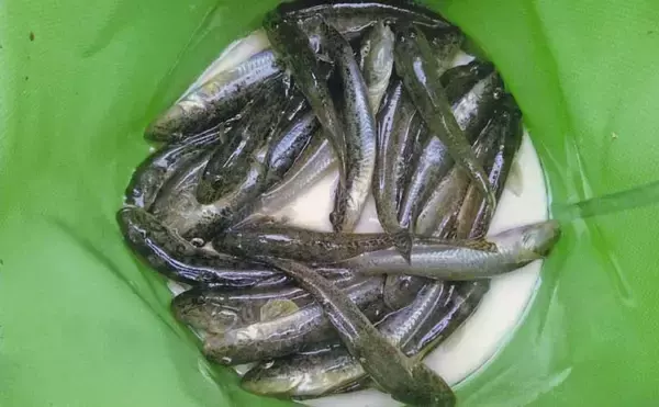 「「雨予報でも行って正解！」田中川河口のチョイ投げ釣りでハゼ25匹キャッチ【三重・津市】」の画像