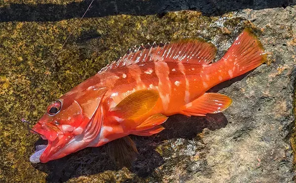 「ラン＆ガンルアーゲームで6魚種＆良型ガシラ27cmを手中【三重】根魚30匹超えの充実釣果に」の画像