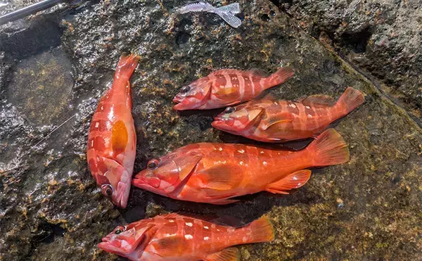 「ラン＆ガンルアーゲームで6魚種＆良型ガシラ27cmを手中【三重】根魚30匹超えの充実釣果に」の画像