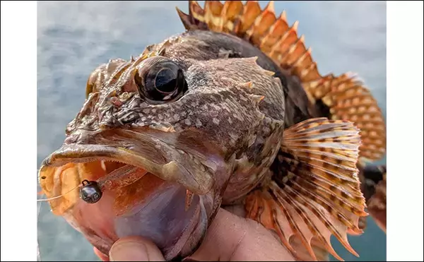 「ラン＆ガンルアーゲームで6魚種＆良型ガシラ27cmを手中【三重】根魚30匹超えの充実釣果に」の画像