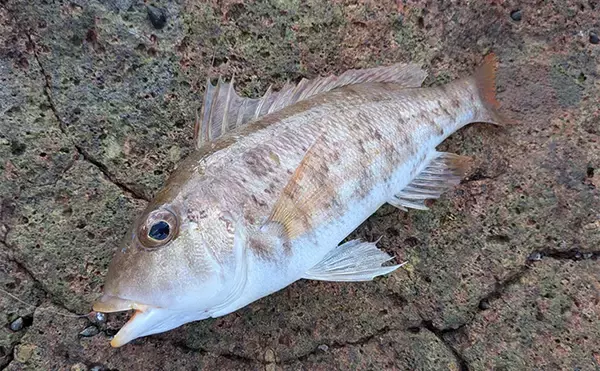 「ラン＆ガンルアーゲームで6魚種＆良型ガシラ27cmを手中【三重】根魚30匹超えの充実釣果に」の画像