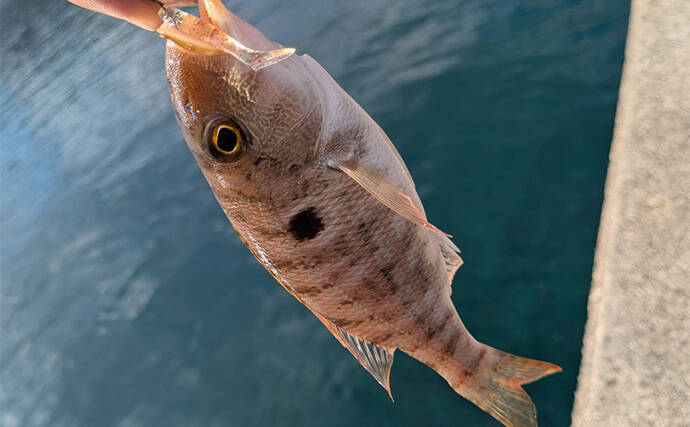 ラン＆ガンルアーゲームで6魚種＆良型ガシラ27cmを手中【三重】根魚30匹超えの充実釣果に