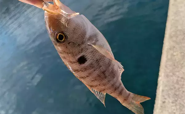 「ラン＆ガンルアーゲームで6魚種＆良型ガシラ27cmを手中【三重】根魚30匹超えの充実釣果に」の画像