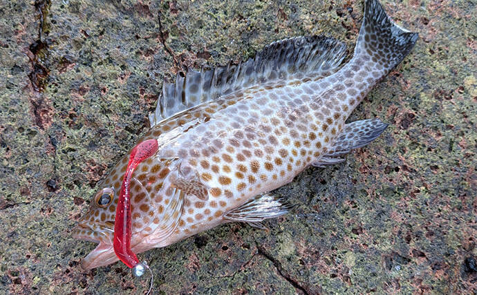 ラン＆ガンルアーゲームで6魚種＆良型ガシラ27cmを手中【三重】根魚30匹超えの充実釣果に