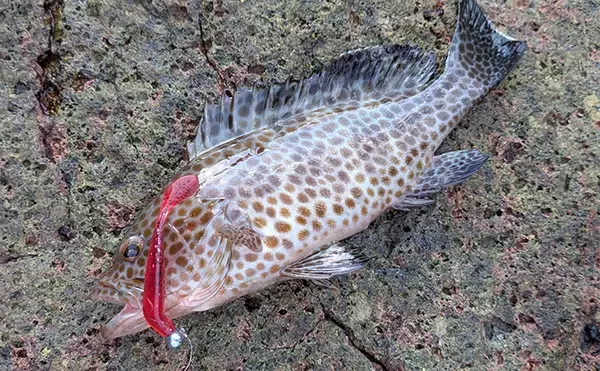 「ラン＆ガンルアーゲームで6魚種＆良型ガシラ27cmを手中【三重】根魚30匹超えの充実釣果に」の画像