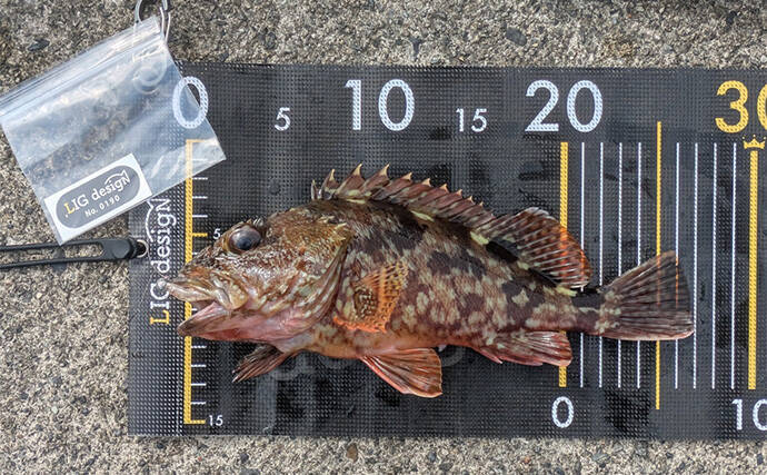 ラン＆ガンルアーゲームで6魚種＆良型ガシラ27cmを手中【三重】根魚30匹超えの充実釣果に