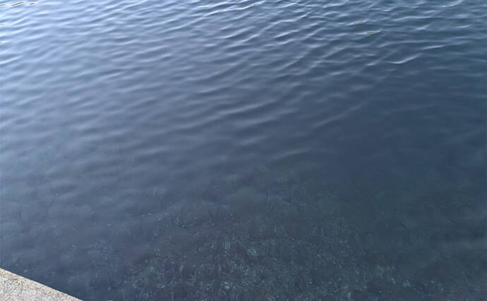 ラン＆ガンルアーゲームで6魚種＆良型ガシラ27cmを手中【三重】根魚30匹超えの充実釣果に