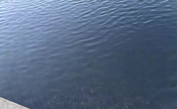 「ラン＆ガンルアーゲームで6魚種＆良型ガシラ27cmを手中【三重】根魚30匹超えの充実釣果に」の画像