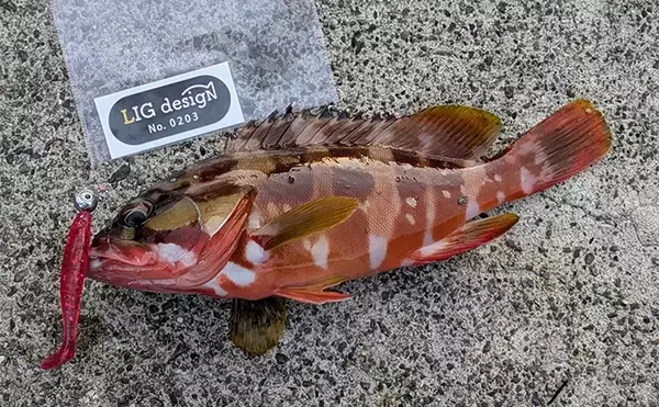 「ラン＆ガンルアーゲームで6魚種＆良型ガシラ27cmを手中【三重】根魚30匹超えの充実釣果に」の画像