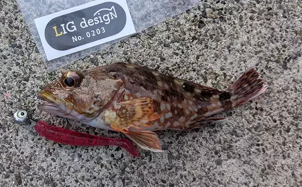 「ラン＆ガンルアーゲームで6魚種＆良型ガシラ27cmを手中【三重】根魚30匹超えの充実釣果に」の画像