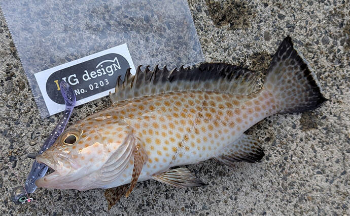 ラン＆ガンルアーゲームで6魚種＆良型ガシラ27cmを手中【三重】根魚30匹超えの充実釣果に