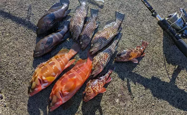 「ラン＆ガンルアーゲームで6魚種＆良型ガシラ27cmを手中【三重】根魚30匹超えの充実釣果に」の画像