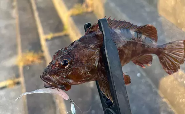 初心者がルアーでも釣りやすい魚ランキングTOP5　海のルアーフィッシングに入門しよう！