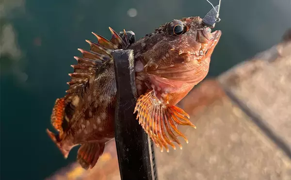 「初心者がルアーでも釣りやすい魚ランキングTOP5　海のルアーフィッシングに入門しよう！」の画像