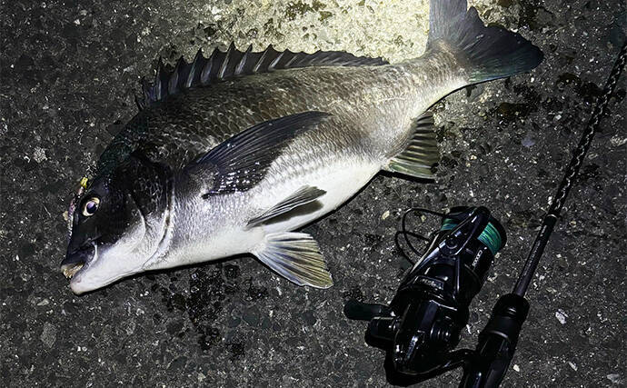 初心者がルアーでも釣りやすい魚ランキングTOP5　海のルアーフィッシングに入門しよう！