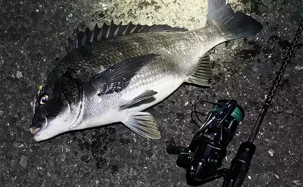 「初心者がルアーでも釣りやすい魚ランキングTOP5　海のルアーフィッシングに入門しよう！」の画像