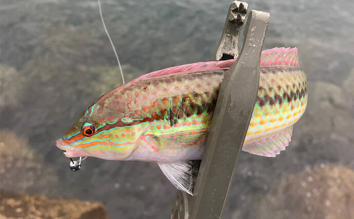 初心者がルアーでも釣りやすい魚ランキングTOP5　海のルアーフィッシングに入門しよう！