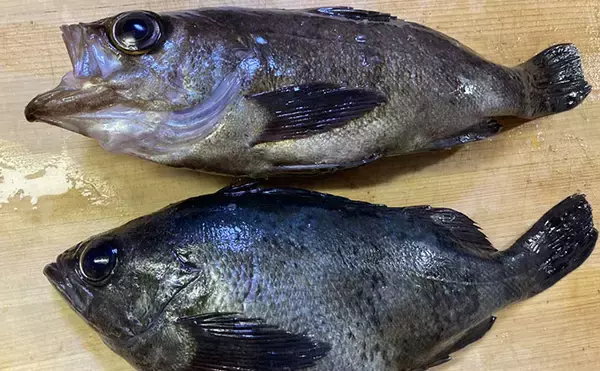 初めてのサカナ飼育にオススメの海水魚3選　根魚が飼育に向いている理由とは？