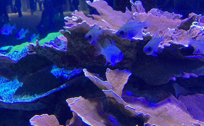 初めてのサカナ飼育にオススメの海水魚3選　根魚が飼育に向いている理由とは？