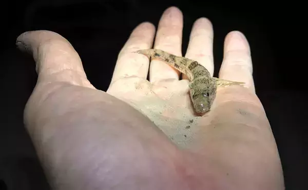 「初めてのサカナ飼育にオススメの海水魚3選　根魚が飼育に向いている理由とは？」の画像