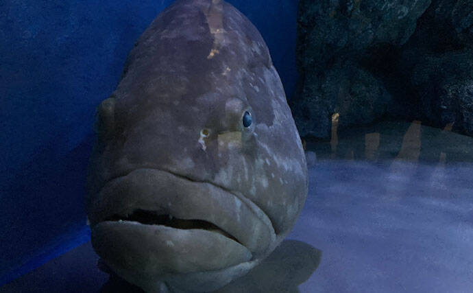 初めてのサカナ飼育にオススメの海水魚3選　根魚が飼育に向いている理由とは？