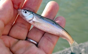 コイ科で最も美味な『ホンモロコ』を釣る！【長命寺川・滋賀】素焼きに舌鼓