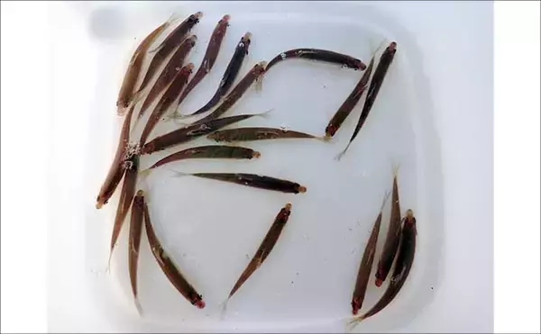 「コイ科で最も美味な『ホンモロコ』を釣る！【長命寺川・滋賀】素焼きに舌鼓」の画像