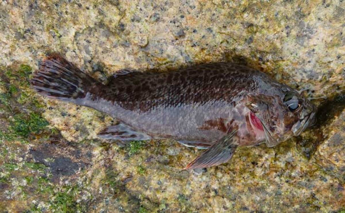 冬の海釣りに ジグヘッド 虫エサ のススメ アタリ連発を楽しもう 22年2月16日 エキサイトニュース