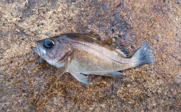 「冬の海釣りに「ジグヘッド＋虫エサ」のススメ　アタリ連発を楽しもう」の画像