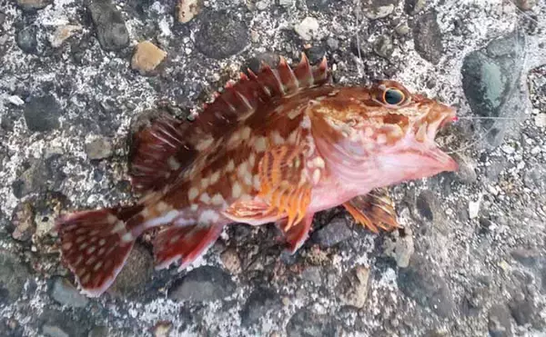 「冬の海釣りに「ジグヘッド＋虫エサ」のススメ　アタリ連発を楽しもう」の画像