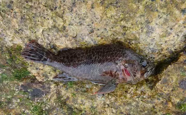 「冬の海釣りに「ジグヘッド＋虫エサ」のススメ　アタリ連発を楽しもう」の画像