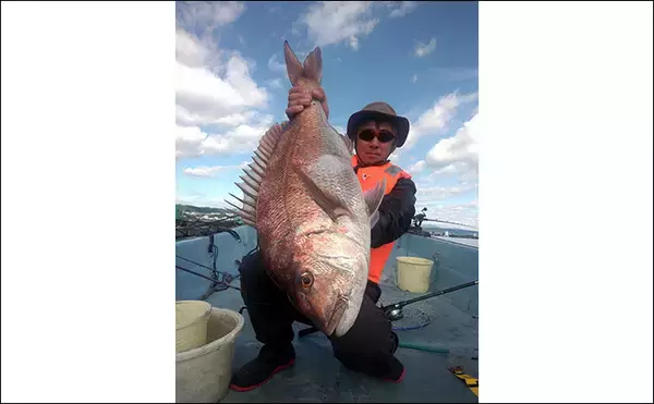 「串本カセの「ご当地釣法」が面白い！【和歌山】ペレットで狙う通称ペレマダイで70cm超えズドン」の画像