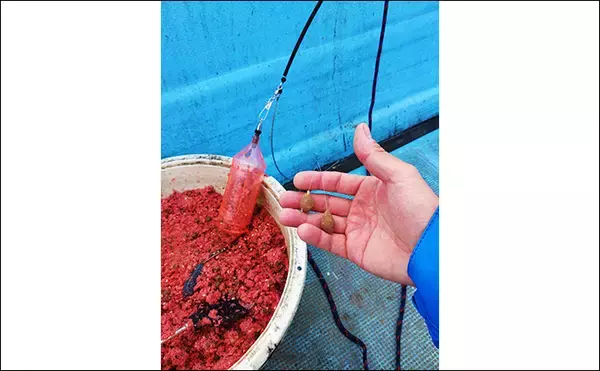 「串本カセの「ご当地釣法」が面白い！【和歌山】ペレットで狙う通称ペレマダイで70cm超えズドン」の画像