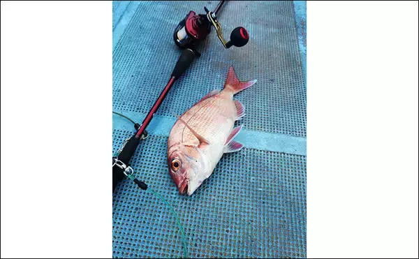 「串本カセの「ご当地釣法」が面白い！【和歌山】ペレットで狙う通称ペレマダイで70cm超えズドン」の画像