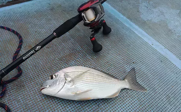 「串本カセの「ご当地釣法」が面白い！【和歌山】ペレットで狙う通称ペレマダイで70cm超えズドン」の画像