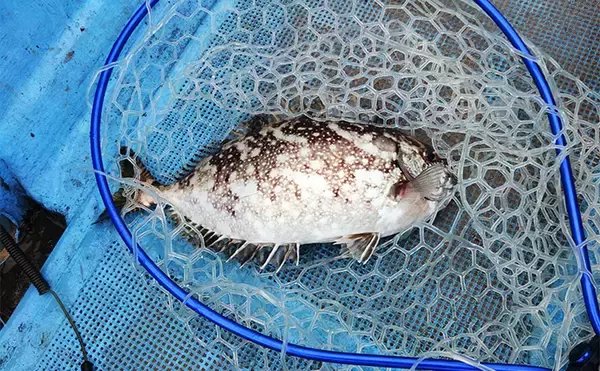 「串本カセの「ご当地釣法」が面白い！【和歌山】ペレットで狙う通称ペレマダイで70cm超えズドン」の画像