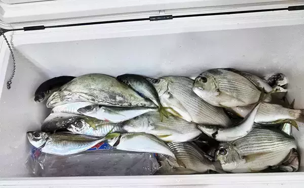 「串本カセの「ご当地釣法」が面白い！【和歌山】ペレットで狙う通称ペレマダイで70cm超えズドン」の画像