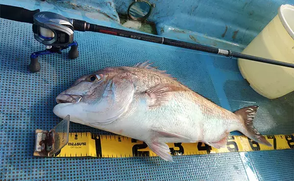 「串本カセの「ご当地釣法」が面白い！【和歌山】ペレットで狙う通称ペレマダイで70cm超えズドン」の画像