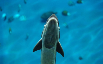 コバンザメの吸着力を利用して大型魚介を獲る　謎多き「コバンザメ漁」とは？