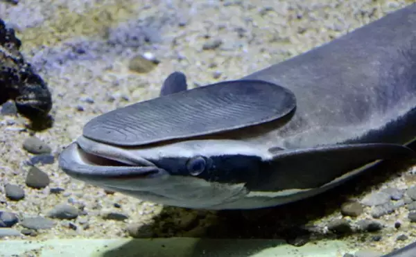 「コバンザメの吸着力を利用して大型魚介を獲る　謎多き「コバンザメ漁」とは？」の画像