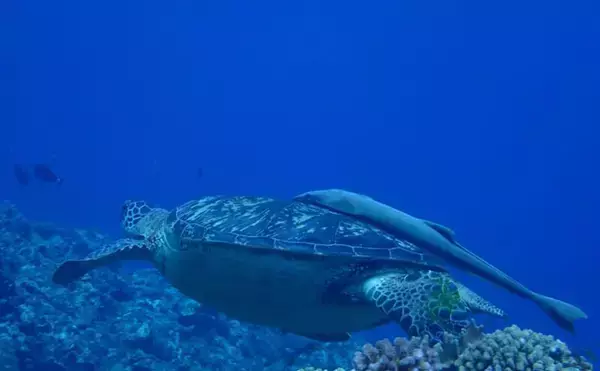 「コバンザメの吸着力を利用して大型魚介を獲る　謎多き「コバンザメ漁」とは？」の画像