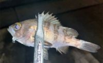 陸っぱりライトゲームでメバル2尾キャッチ成功！【兵庫】風裏狙ってボウズを回避