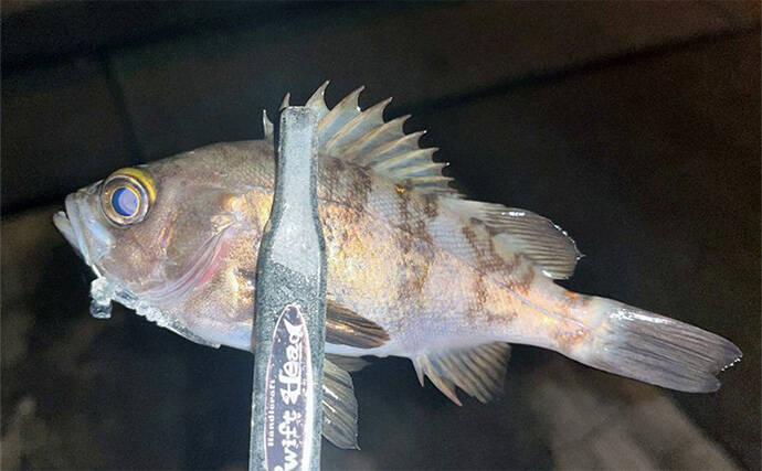 陸っぱりライトゲームでメバル2尾キャッチ成功！【兵庫】風裏狙ってボウズを回避