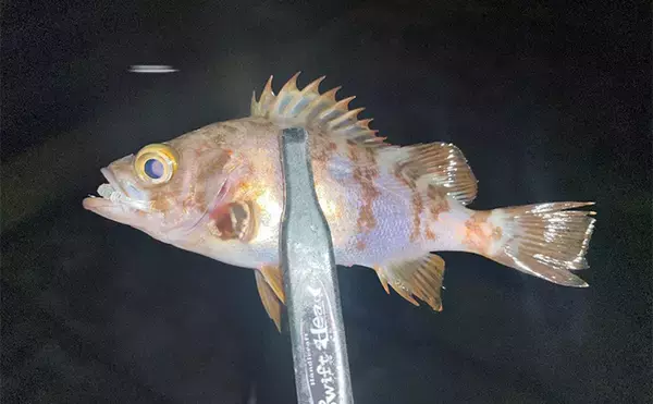 「陸っぱりライトゲームでメバル2尾キャッチ成功！【兵庫】風裏狙ってボウズを回避」の画像